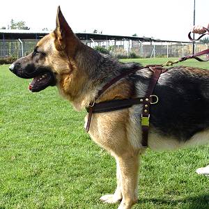 Agitation Leather Dog Harness Padded