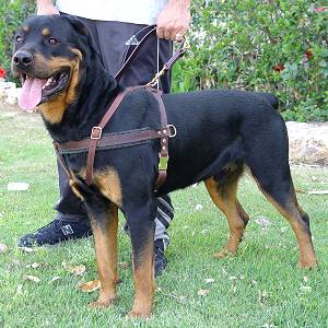 Quality Dog Harness for Pulling, Tracking and Agitation Training