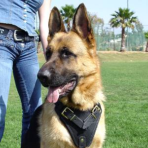 Agitation Leather Dog Harness Padded