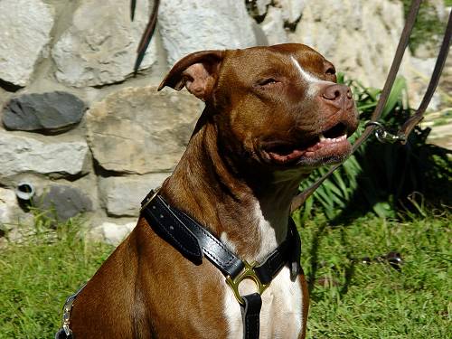 Agitation Leather Dog Harness Padded