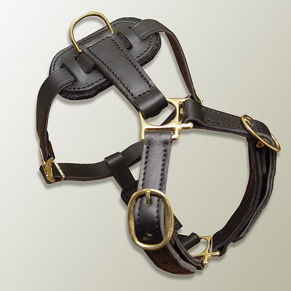 dog harness