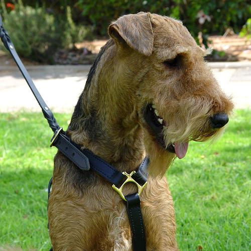 Airedale Terrier Harness For Walking and Training