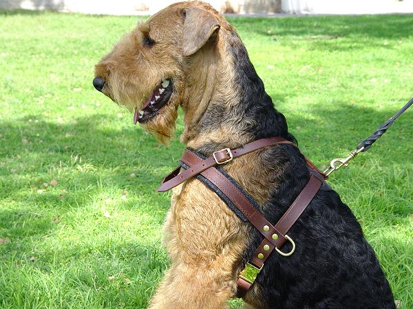 Louie wearing our exclusive Tracking/Pulling/Agitation Leather Dog Harness  For Poodle H5 [H5###1073 Leather pulling / tracking dog harness] - $59.99 :  Best quality dog supplies at crazy reasonable prices - harnesses, leashes