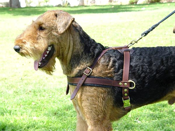 Padded Leather Airedale Terrier Harness