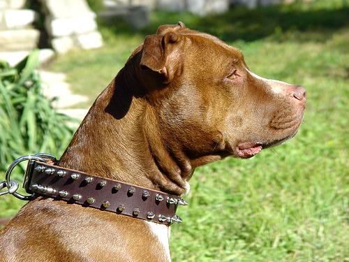 Tooled Wide leather dog collar for strong dogs
