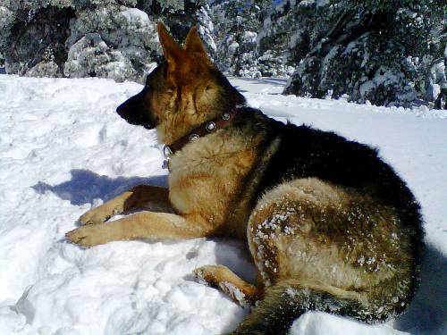 Luca in the snow wearing nice leather collar - gorgeous German Shepherd dog