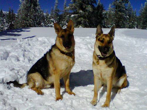 luca and herman in the woods - winter snow view