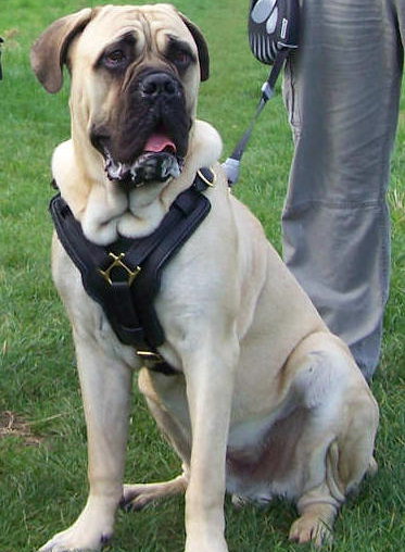 Custom Padded Leather Dog Harness for Mastiff-Big Dog Harness