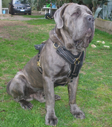 BIG LEATHER DOG HARNESS For MASTIFFS- Padded dog Harness