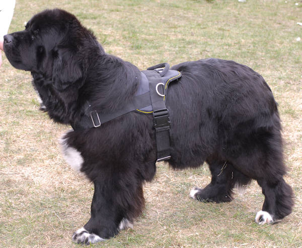 Newfoundlan Nylon dog harness multi -purpose for walking...