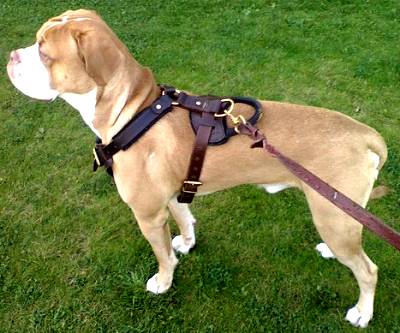 Get Padded Leather Dog Harness