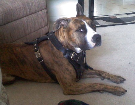 pitbull leather padded dog harness