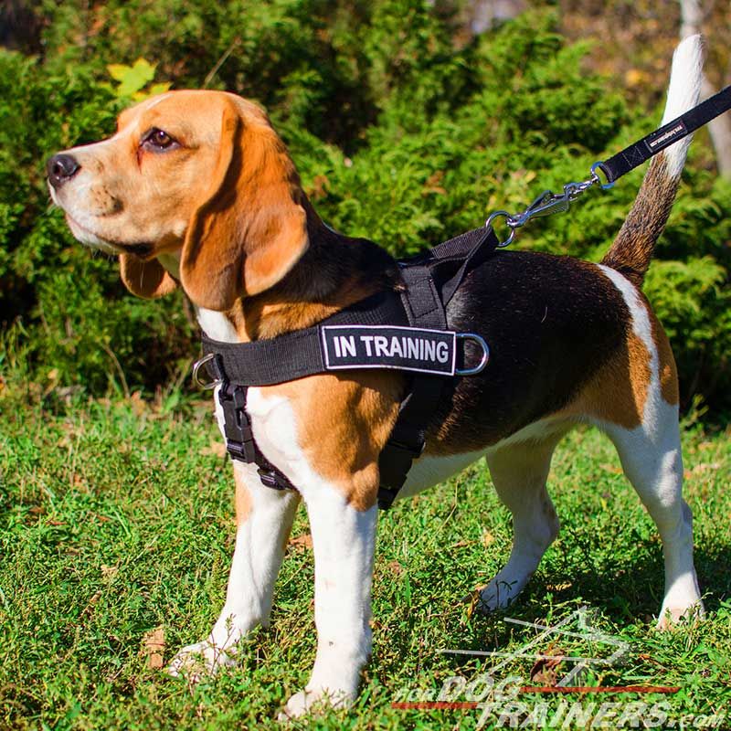 harness for beagle puppy