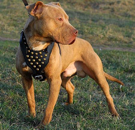 Pitbull Leather Dog Harness for Tracking, Training, Walking