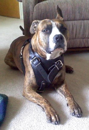 pitbull - having fun with new harness next to sofa