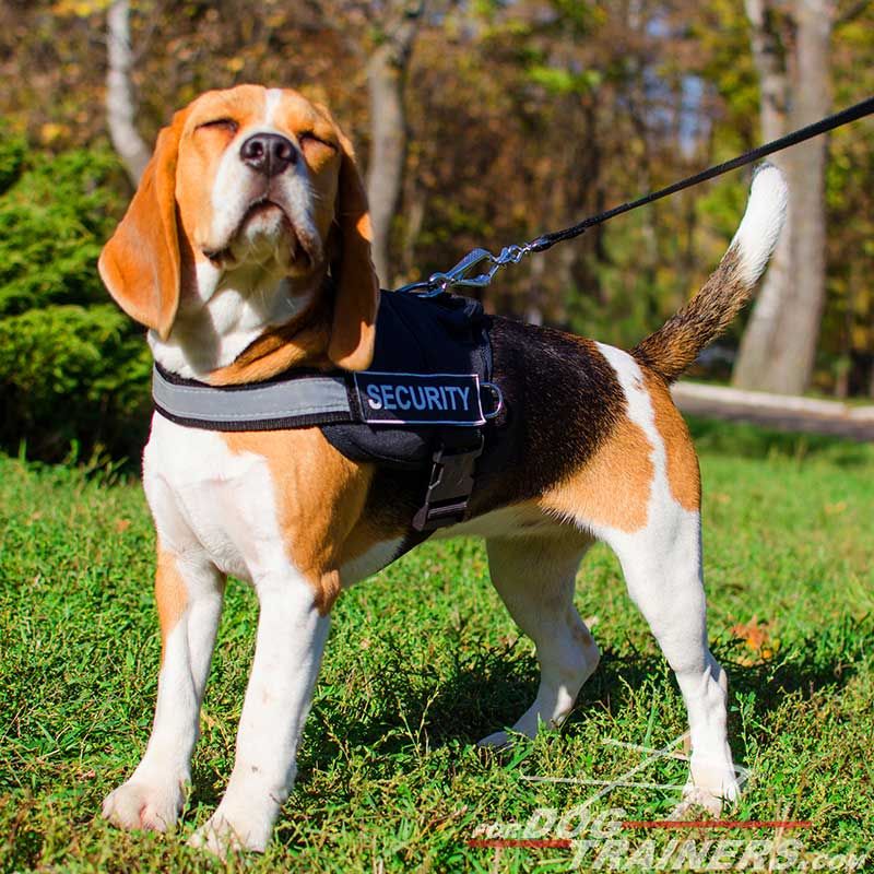 beagle service dog