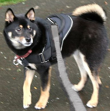 Shiba Inu Nylon multi-purpose dog harness
