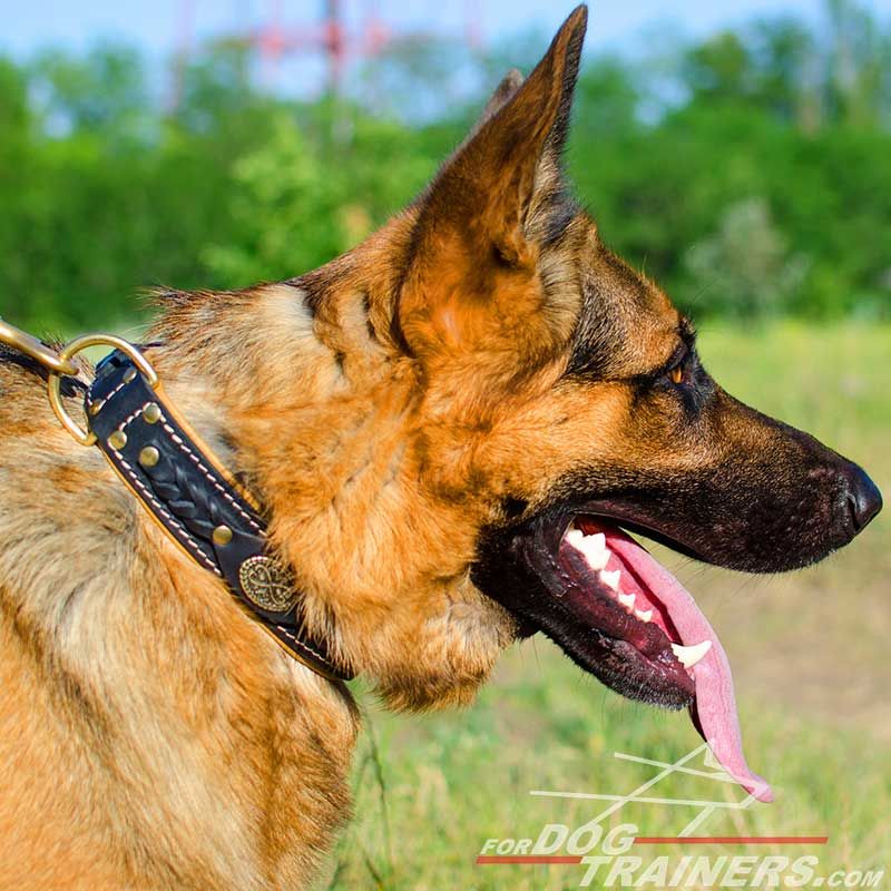 german dog collar