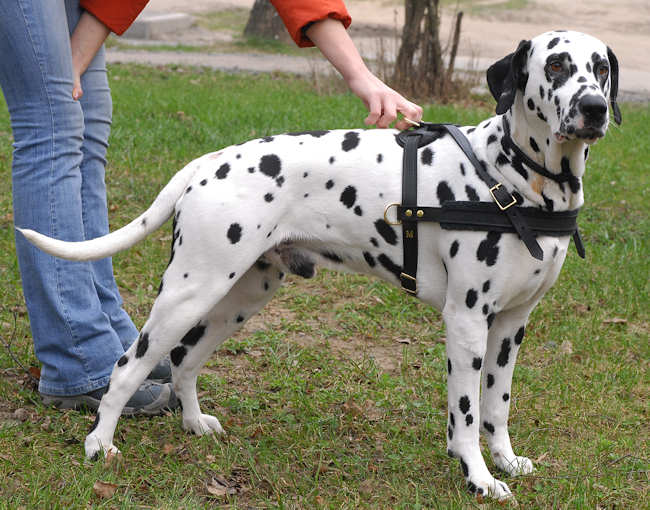 is dalmatian a dangerous dog