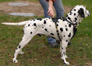 luxury dog harness for dalmatian