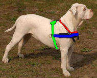 leather dog harness for american bulldog