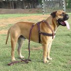 Tracking / Pulling / Agitation Leather Dog Harness For Bullmastiff H5