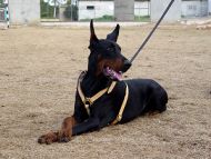 Professional Leather Dog Harness for Agitation Training and Comfortable for Walking