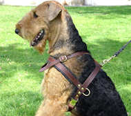 Agitation Leather Dog Harness Padded