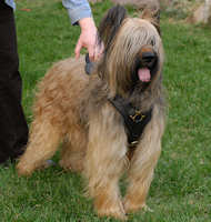 briard dog harness for walking and dog training