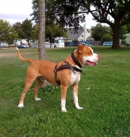 Tracking / Pulling / Agitation Leather Dog Harness for Pitbulls