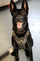 *Athena wearing Exclusive Luxury Padded Leather Dog Harness
