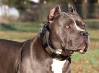 Blast War Leather Dog Collar with Plates