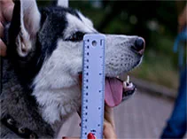 how to measure muzzles