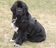nylon dog harness with handle for newfoundland