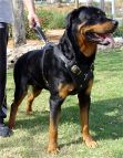Rottweiler Leather Padded Dog Harness