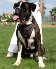 Boxer Dog Leather Padded Harness