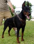 High Quality Leather Canine Harness for Attack Training - Fits Dobermans and Other Large Breed Dogs