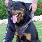 High Quality Leather Canine Harness for Attack Training - Fits Dobermans and Other Large Breed Dogs
