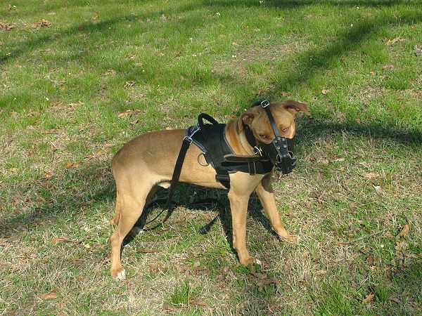 Lightweight Pitbull  Nylon Harness for Any Weather Activity