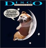 Disco wearing our exclusive  Tracking / Pulling / Agitation Leather Dog Harness For English Bulldog H5
