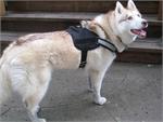 Siberian Husky  wearing our exclusive All Weather Reflective harness H6plus