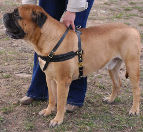 Tracking / Pulling / Agitation Leather Dog Harness For Bullmastiff H5