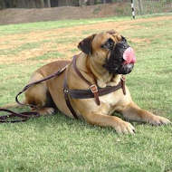tracking dog harness for bullmastiff