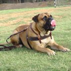 Tracking / Pulling / Agitation Leather Dog Harness For Bullmastiff H5