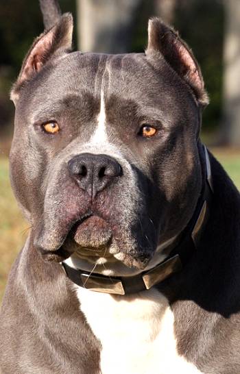 Fancy Pitbull Leather Dog Collar