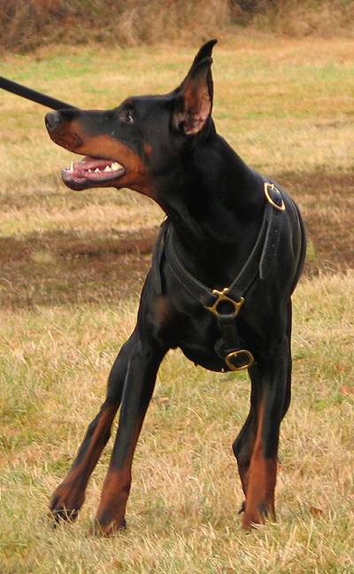 Great looking Doberman wearing our Luxury handcrafted leather dog harness H7