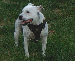 Gorgeous Staffordshire Bull Terrier *Sophie wearing our Tracking / Walking dog harness made of leather H3
