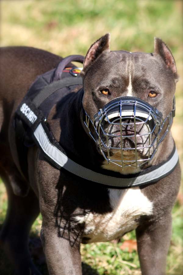 Reflective dog harness