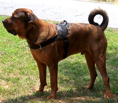 Handsome *Diezel with our All Weather Extra Strong Nylon Harness on