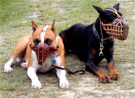 Sergeant Major *Limp wearing our Leather basket dog muzzle - proud owner Travis Brewer